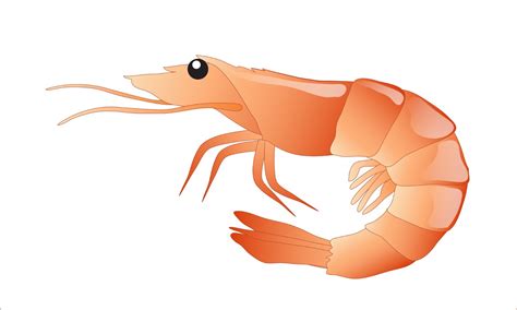 Prawn clipart - Clipground