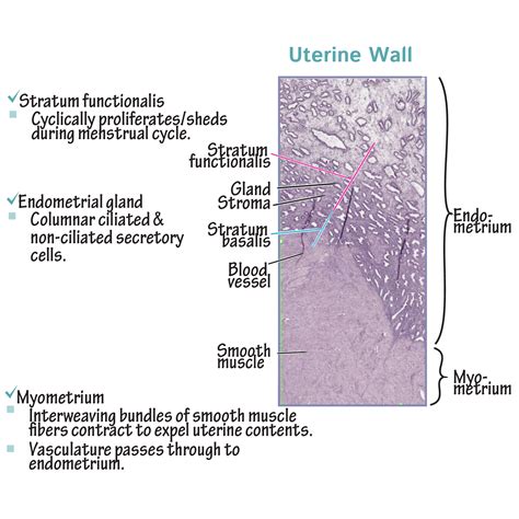 Histology Glossary: Histology - Uterine Wall | ditki medical ...