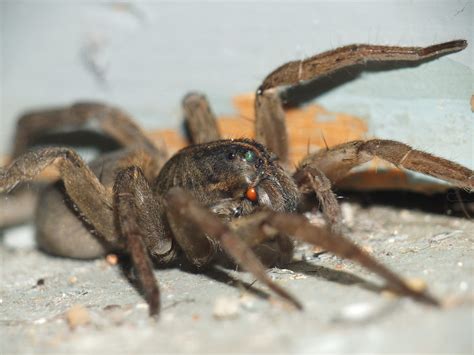 Wolf Spider Eyes and Fangs Super Macro SOOC taken with a F… | Flickr