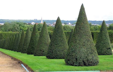 Cone Shaped Trees | Leonard | DePaul Study Abroad Program | Flickr