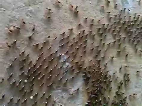 Army of ants marching - YouTube