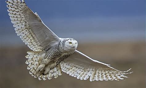 Snowy Owl Flying