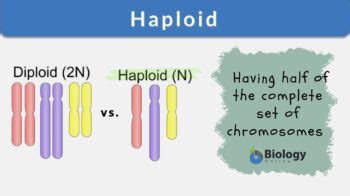 Haploid - Definition and Examples - Biology Online Dictionary