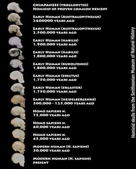 This amazes me. timeline graphic | Hominid Skulls from the Smithsonian ...