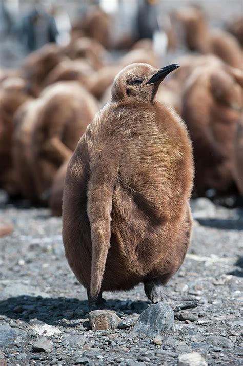 King Penguin Chick by Gabrielle Therin-weise