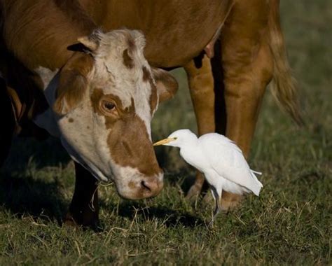 Cattle Egret Commensalism - Livestock Cattle