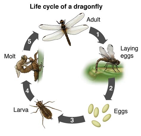 Dragonfly Life Cycle