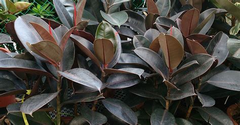 Why Is My Rubber Plant Dropping Leaves? - The Garden Magazine