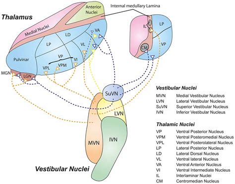 Frontiers | Vestibular Interactions in the Thalamus