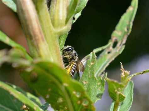 Leaf Cutter Bee – Native Beeology