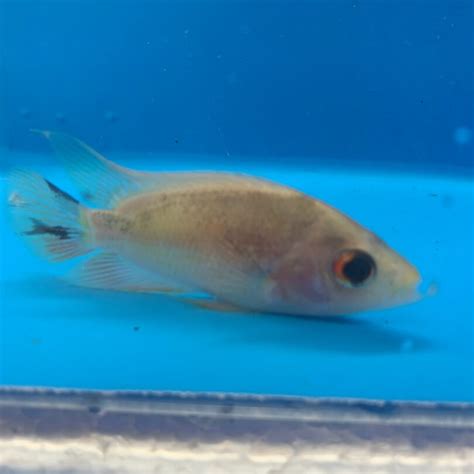 Red devil cichlid 3" for sale | Exotic Fish Shop | 774-400-4598