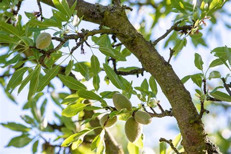 How to Grow and Care for Almond Trees