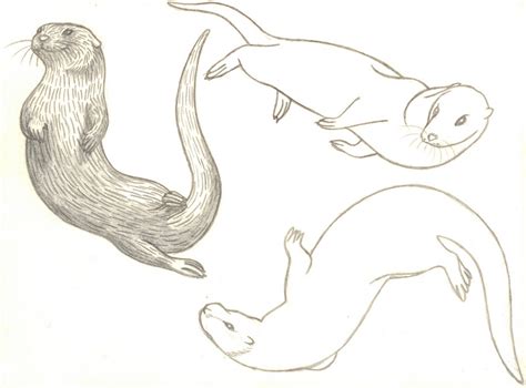 Cute Otters Drawing, Otter Drawing, Animal Sketches, Animal Drawings ...