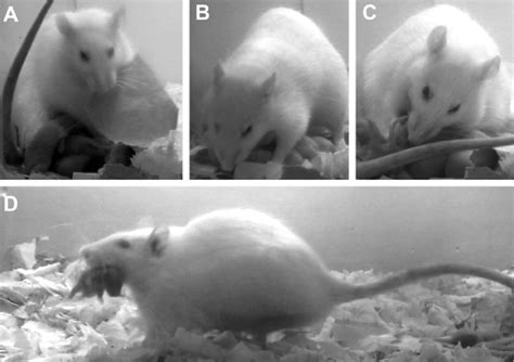 Different components of rat maternal behavior: A) Nest building, B ...