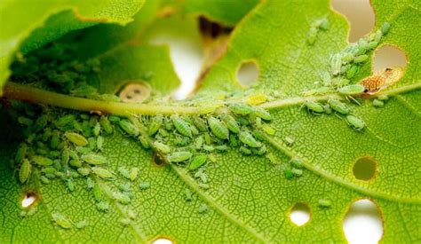 What are Aphids and Why Are They a Problem? - Pointe Pest Control ...