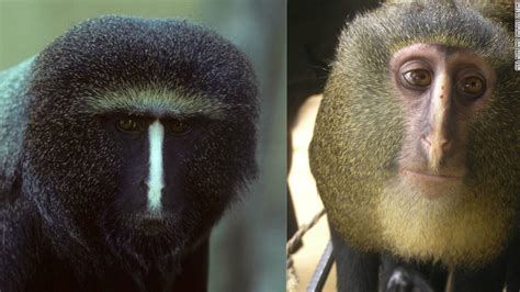 New monkey discovered - CNN