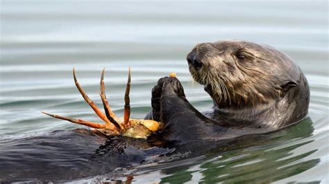 Ocean Toxin a Heartbreaking Threat for Sea Otters | School of ...