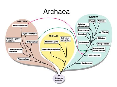 101 Proofs For God: #95 Archaea