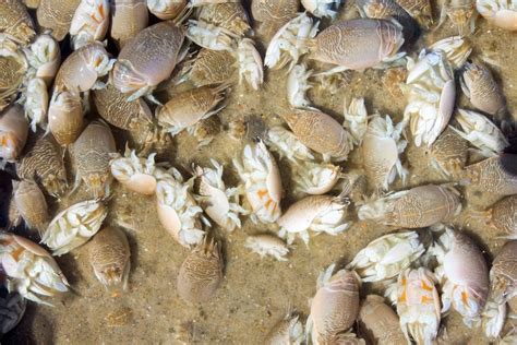 Sand Fleas: What Exactly Are They and Do They Bite?