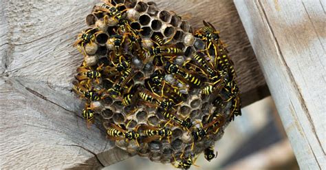 Beehive Vs Wasp Nest - A-Z Animals