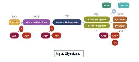 The Stages and Products of Glycolysis (A-level Biology) - Study Mind