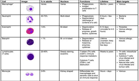 Innate Immunity Cells