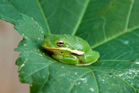 Frog Habitat & Adaptations | Cuteness | Frog habitat, Adaptations, Habitats