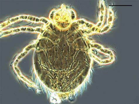 Three new chigger mite species discovered in Taiwan