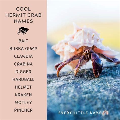 150+ Best Hermit Crab Names (Cute, Funny, and Cool Ideas) - Every ...