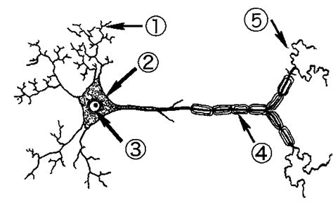 Neuron Labeling Worksheet - Nervous System Label The Neuron - - Gallery ...