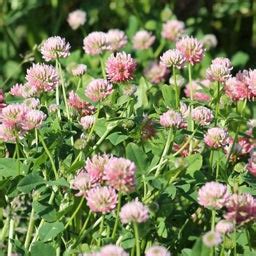 Alsike Clover Seeds, Trifolium hybridum | American Meadows