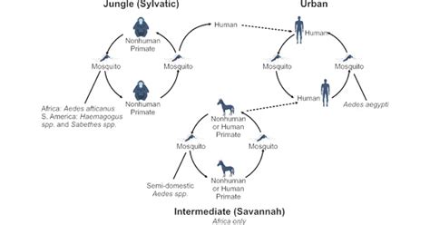 Yellow fever virus (YFV) Overview: Overview, Symptoms, Transmission ...