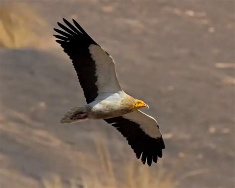 Egyptian Vulture - Facts, Diet, Habitat & Pictures on Animalia.bio