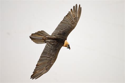 Photographing the Bearded Vulture: The Delicate Sound of Smashing Bones