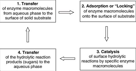 Schematic diagram of the general stages of an enzymatic reaction on a ...