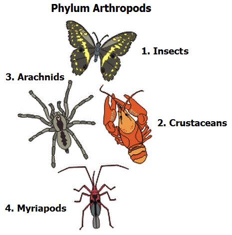 Phylum Arthropods - Biology Notes for IGCSE 2014