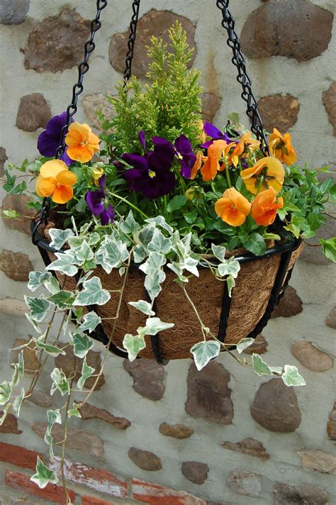 Breathtaking Popular Hanging Flowers Blue Daze Basket