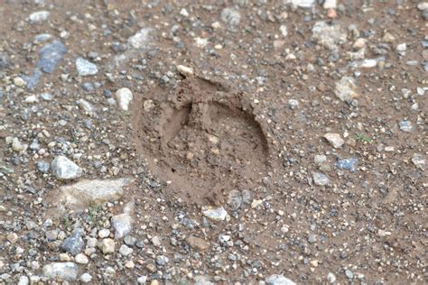 Tracks & Signs: Wild Boar Hoof