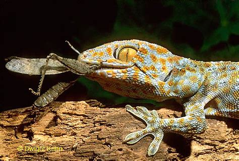 Tokay Gecko Facts and Pictures