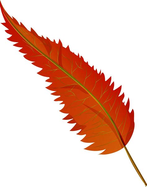 Brown leaf on white background. 24242396 Vector Art at Vecteezy