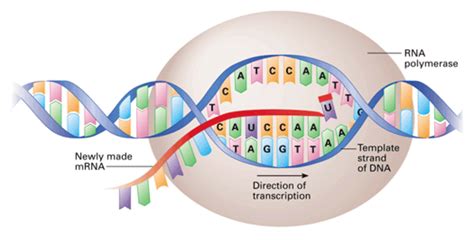 Genetics—Transcription and Translation | Owlcation