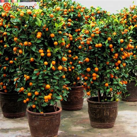 Jual Biji Benih Buah Pohon Jeruk Bonsai Lebat atau Orange Tree Bonsa ...