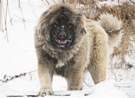 Russian Bear Dog: Caucasian Shepherd Breed Info, Puppies, 53% OFF