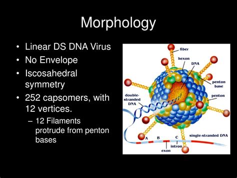 PPT - Adenovirus PowerPoint Presentation, free download - ID:741918