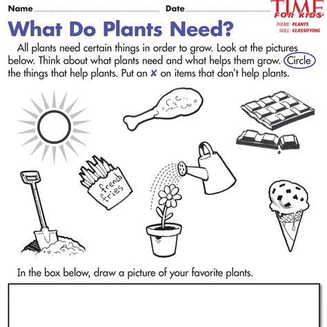 What Do Plants Need To Grow Worksheet Worksheets For All – Worksheets ...