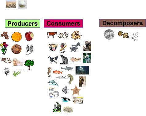 Churchill Science » Archive for decomposers | List of animals ...