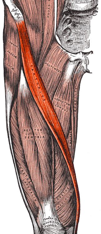 Sartorius Muscle Anatomy, Origin, Insertion, Function Kenhub