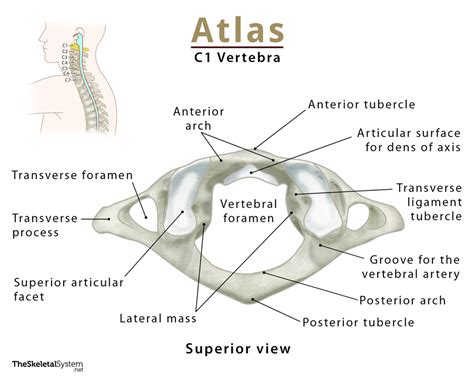 Atlas Vertebrae Anatomy