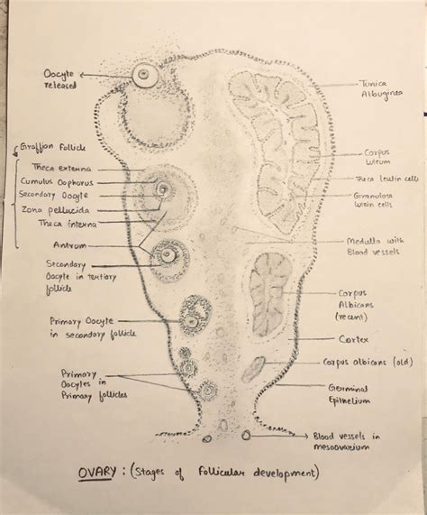 Ovary pencil histology diagram | School organization notes, Medical ...