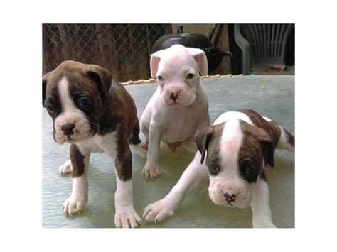 AKC boxer puppies Riverside - Puppies for Sale Near Me